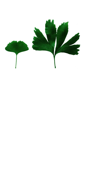 熊本県産イチョウ葉100%使用。葉の大きな高品質イチョウ葉